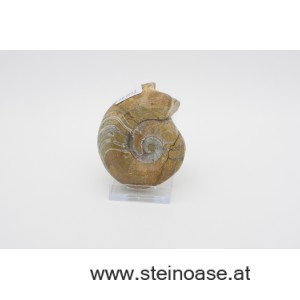 Ammonite  poliert